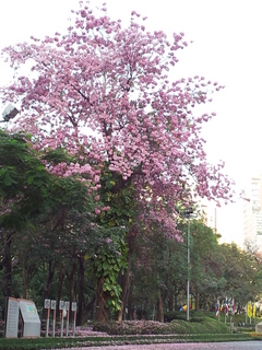 タイの桜.jpg