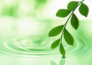 GreenLeafs.jpg