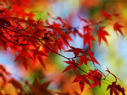 autumn_leaf.jpg