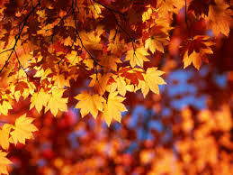 leaves.jpg