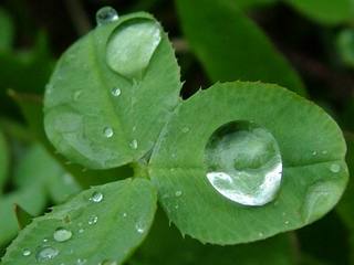 rain (2).jpg